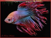 Betta fish Secrets