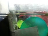 Betta fish shedding