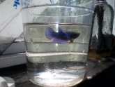 Betta fish small bowl