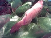 Betta fish swim bladder Disease treatment