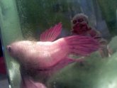 Betta fish swim bladder Disorder