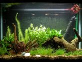 Betta fish tank Ideas