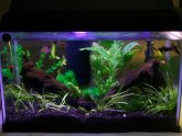 Betta fish tank plants