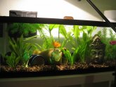 Betta fish tank Separator