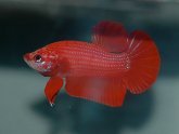 Betta fish tank temperature