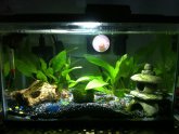Betta fish tank with filter and heater