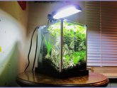 Betta fish Tanks Amazon