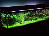 Betta fish Tanks with plants