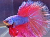 Betta fish Video