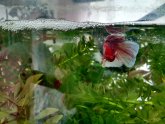 Betta fish warm water