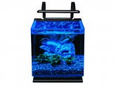 Betta fish water care