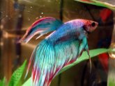 Betta fish websites