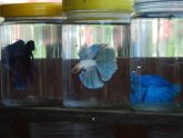 Betta fish with other fish