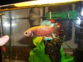 Betta Forum