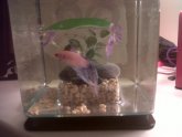 Betta heater for 1 gallon tank