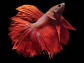 Betta Information