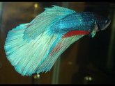 Betta Pictures