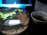 Betta Pond