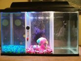 Betta small tank