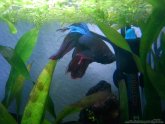 Betta splendens Veiltail