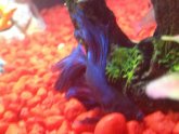 Betta swimming