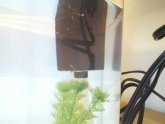 Betta tank with filter and heater