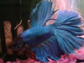 Betta water temperature