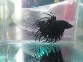 Black Crown Betta