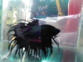 Black Crown Betta fish