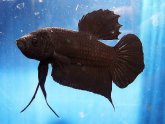 Black Crowntail Betta