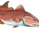 Blue and red fish names