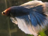 Blue butterfly, Betta