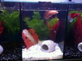 Breeding Betta fish at home