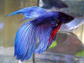 Breeding Betta fish care