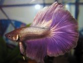 Breeding Half Moon Betta