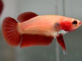 Cambodian Betta