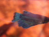 Can Betta fish eat Tropical fish Food?