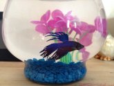 Can Betta fish live in a Bowl?