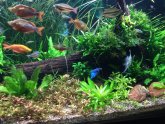 Can two male bettas live together?