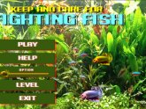 Caring for fighting fish