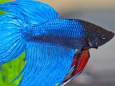 Chinese Betta fish