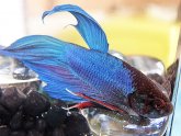 Chinese fighting fish life span