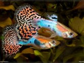 Colour fish variety