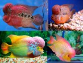 Cool colorful fish
