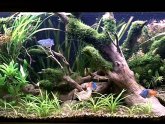 Cool fish Tanks for Betta fish