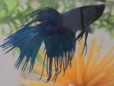 Crown Betta fish care