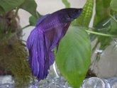 Crowntail Betta Care