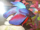 Crowntail Betta fish care
