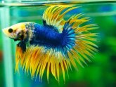 Crowntail Betta fish names