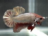 Crowntail female Betta fish